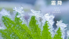 <b>阿道新材霜降温馨提示</b>